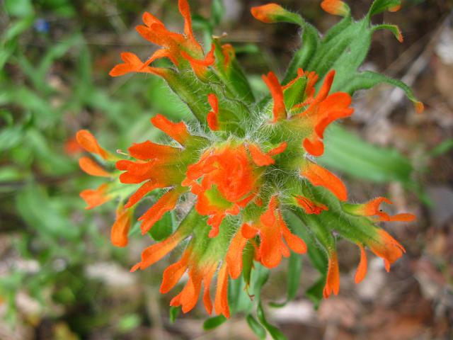 Eagle Creek-161.JPG - Eagle Creek